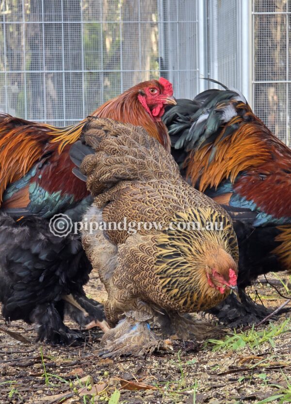 Gold & Blue Partridge Brahma Fertile Egg (each)