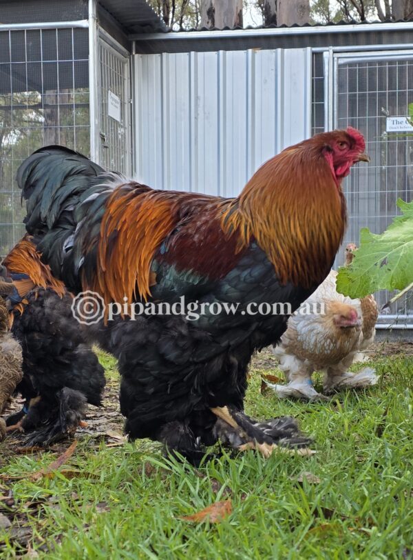 Gold & Blue Partridge Brahma Fertile Egg (each) - Image 3