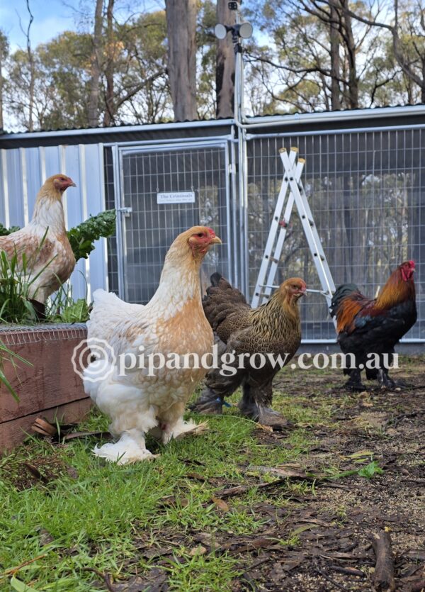 Gold & Blue Partridge Brahma Fertile Egg (each) - Image 8
