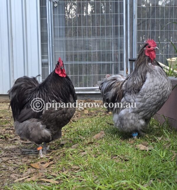Bantam Orpington Fertile egg (each) - Image 12