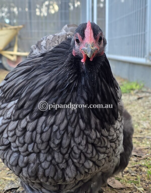 Bantam Orpington Fertile egg (each) - Image 13