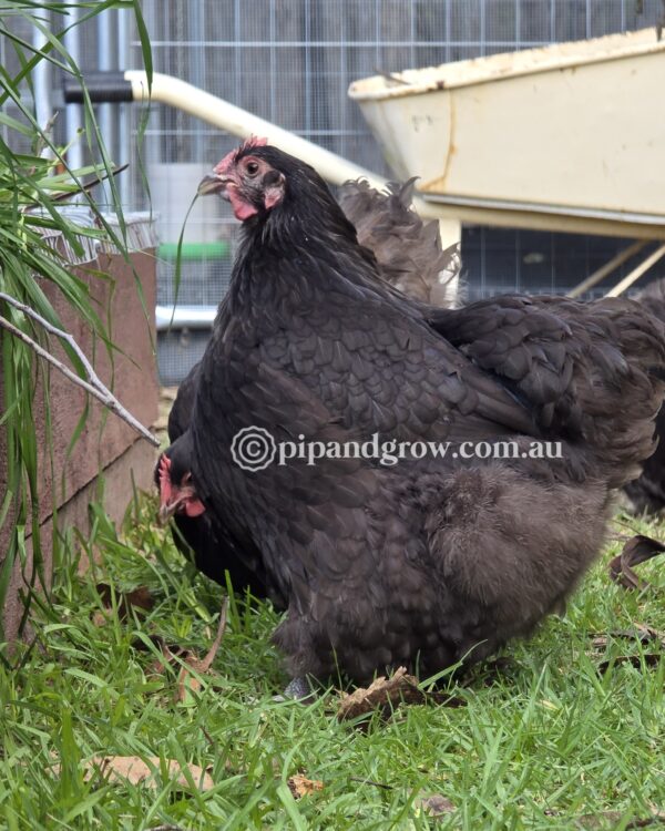 Mauve & Chocolate Bantam Orpington Fertile egg (each) - Image 23