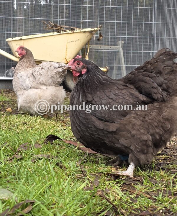Bantam Orpington Fertile egg (each) - Image 24