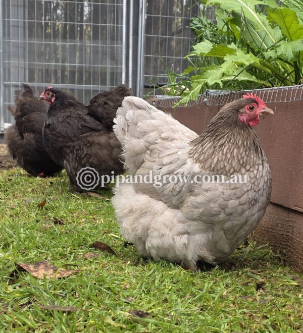 Bantam Orpington Fertile egg (each) - Image 20