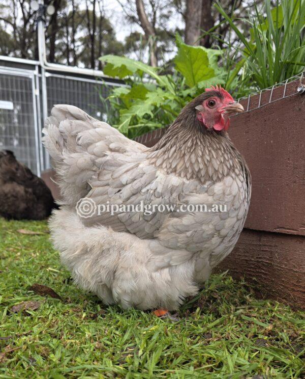 Bantam Orpington Fertile egg (each) - Image 19
