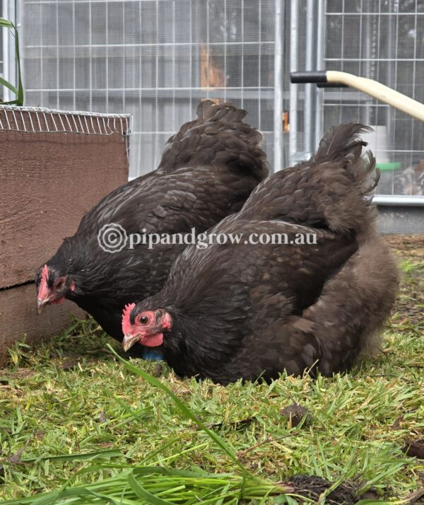 Bantam Orpington Fertile egg (each) - Image 21