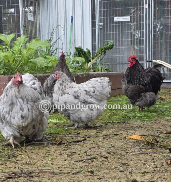 Bantam Orpington Fertile egg (each) - Image 22