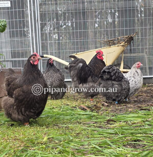 Bantam Orpington Fertile egg (each) - Image 10