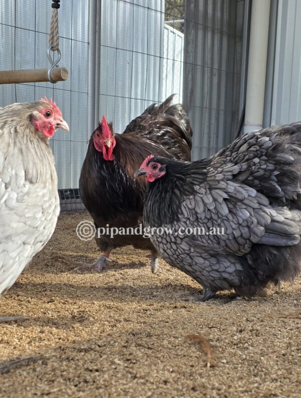 Mauve & Chocolate Bantam Orpington Fertile egg (each) - Image 18