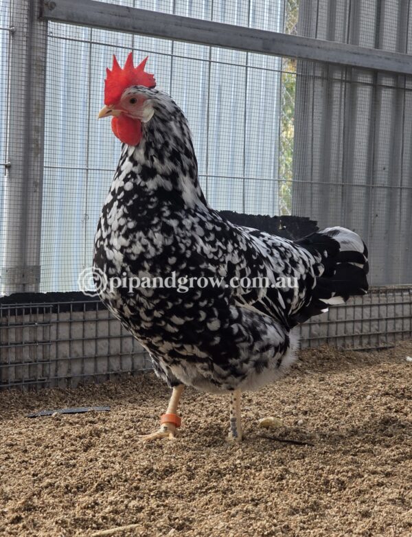 Exchequer Leghorn Fertile Egg (each) - Image 17