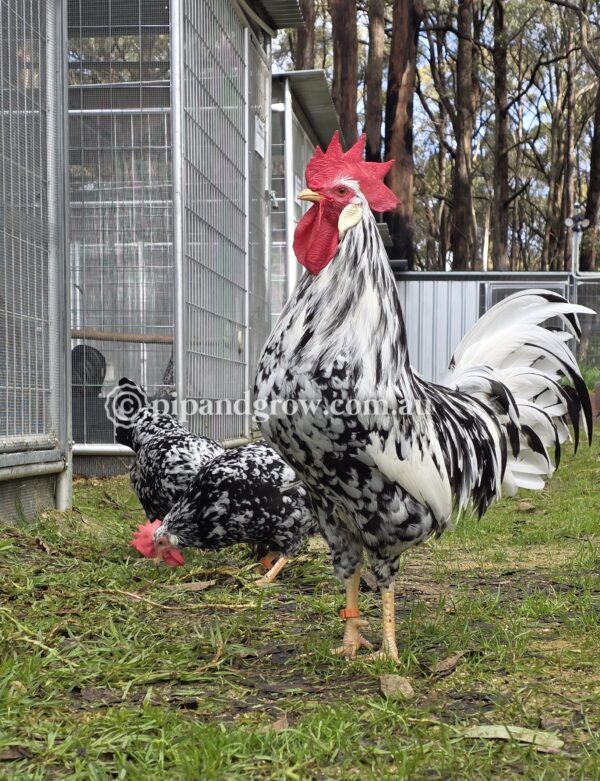 Exchequer Leghorn Fertile Egg (each) - Image 11