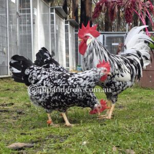 Exchequer Leghorn Fertile Egg (each)