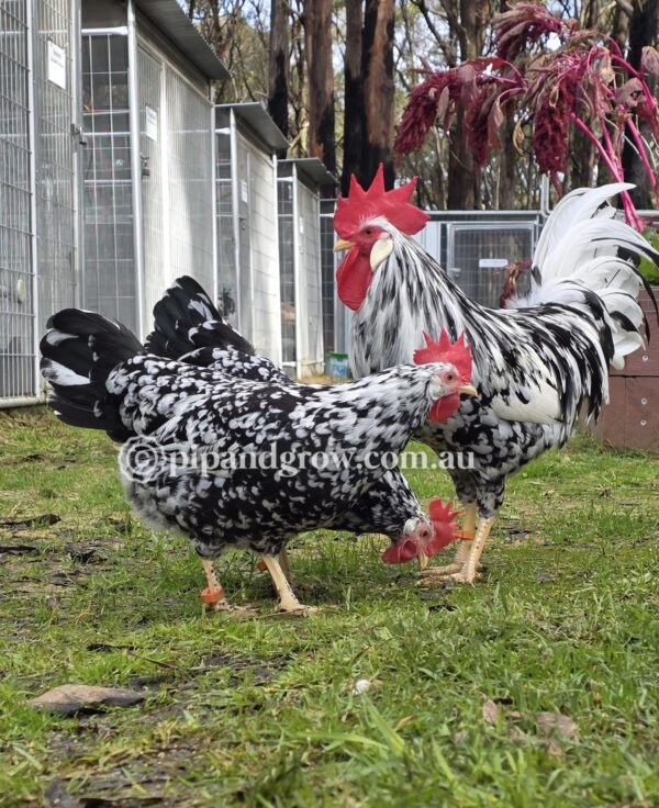 Exchequer Leghorn Fertile Egg (each)