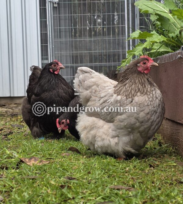 Mauve & Chocolate Bantam Orpington Fertile egg (each) - Image 22