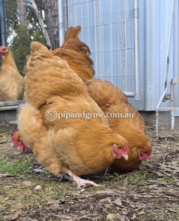 Buff Orpington Fertile egg (each) - Image 7