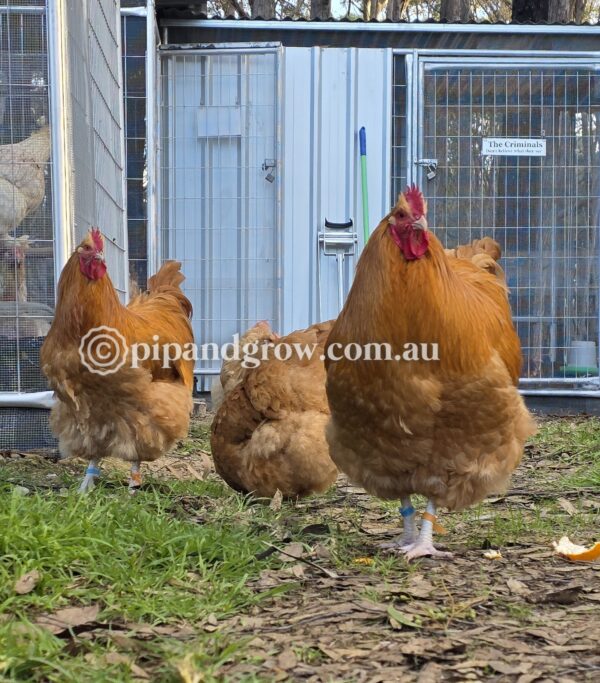 Buff Orpington Fertile egg (each) - Image 6