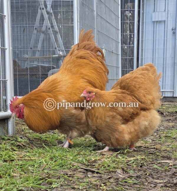 Buff Orpington Fertile egg (each) - Image 9