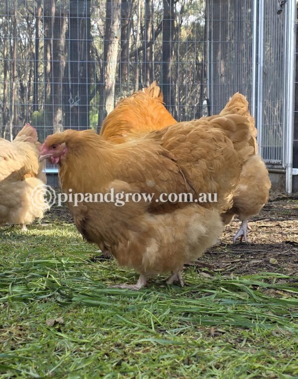 Buff Orpington Fertile egg (each) - Image 5