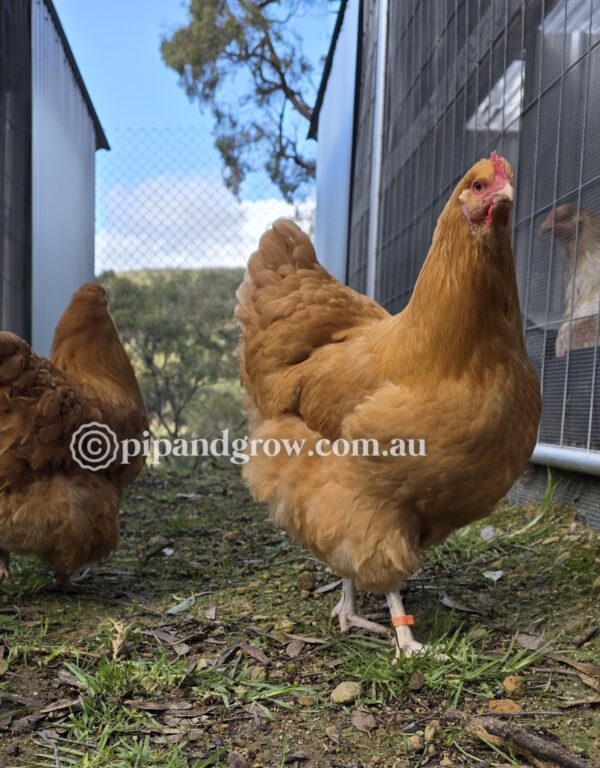Buff Orpington Fertile egg (each) - Image 11