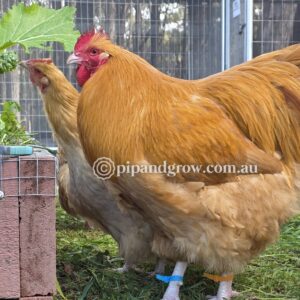 Buff Orpington Fertile egg (each)