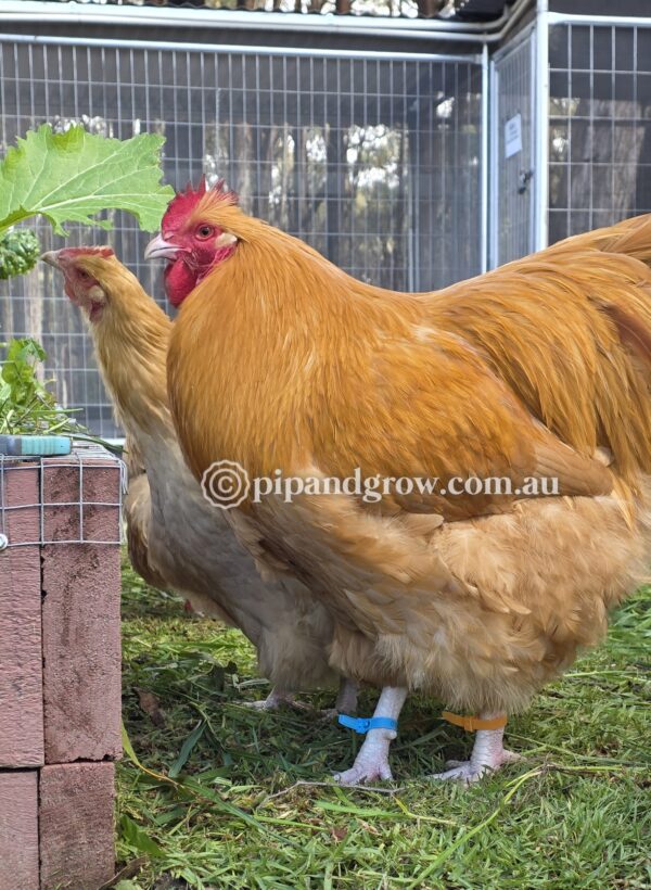 Buff Orpington Fertile egg (each)