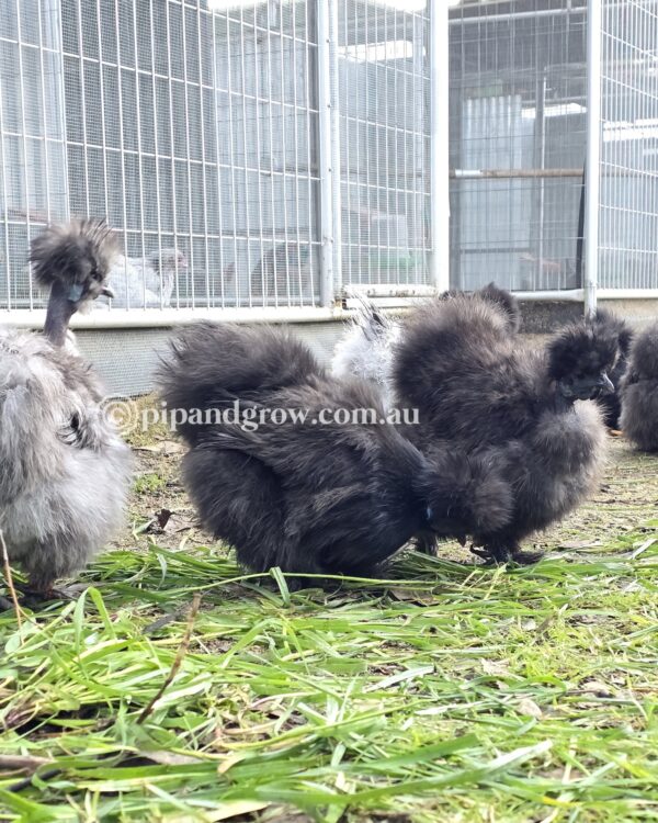 Silkie & Showgirl- Blue, Splash & Black Fertile Egg (each) - Image 20