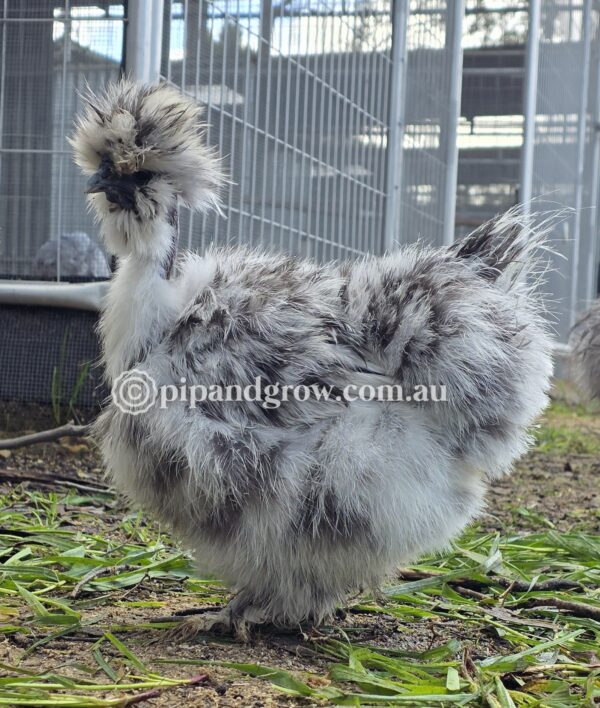Silkie & Showgirl- Blue, Splash & Black Fertile Egg (each) - Image 14