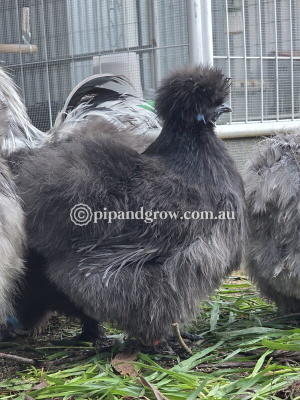 Silkie & Showgirl- Blue, Splash & Black Fertile Egg (each) - Image 19