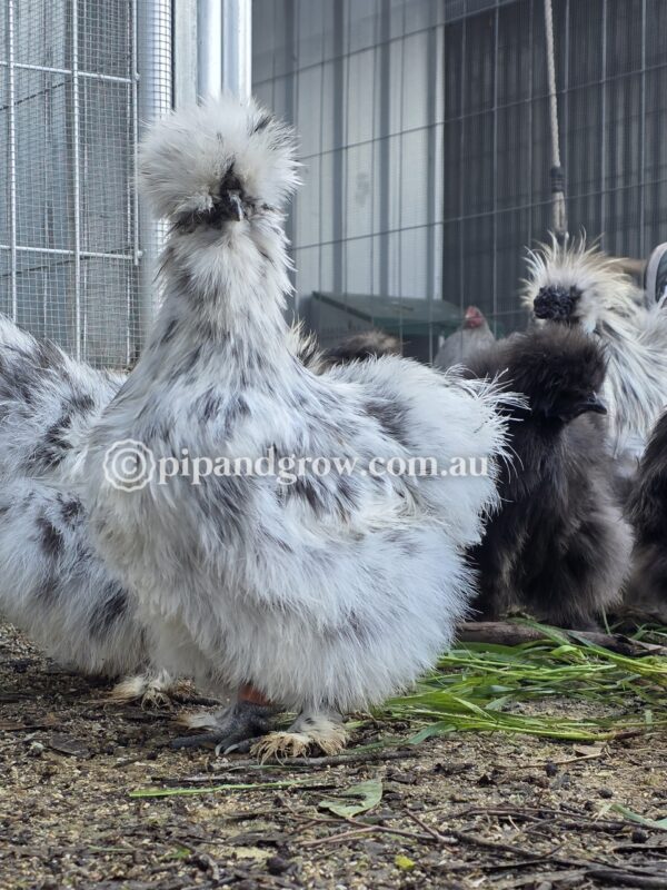 Silkie & Showgirl- Blue, Splash & Black Fertile Egg (each) - Image 18