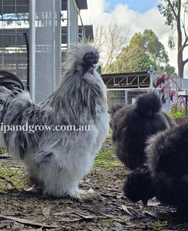 Silkie & Showgirl- Blue, Splash & Black Fertile Egg (each) - Image 6