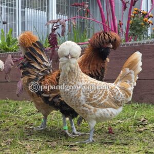 Buff & Gold laced Polish Fertile Egg (each)