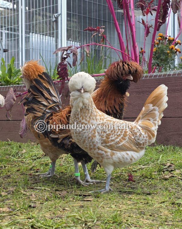 Buff & Gold laced Polish Fertile Egg (each)