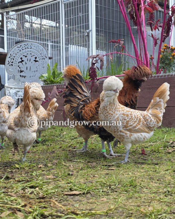 Buff & Gold laced Polish Fertile Egg (each) - Image 5