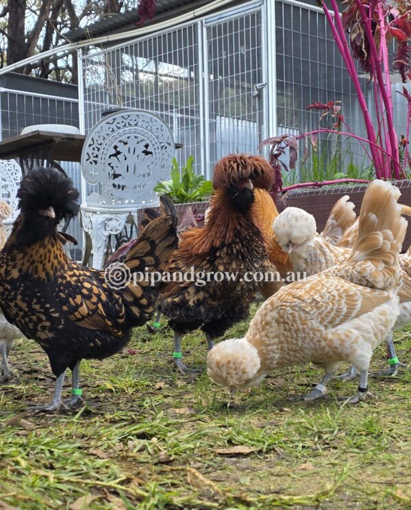 Buff & Gold laced Polish Fertile Egg (each) - Image 10