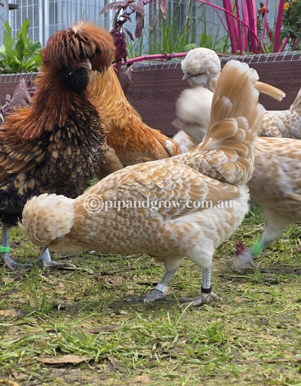 Buff & Gold laced Polish Fertile Egg (each) - Image 12