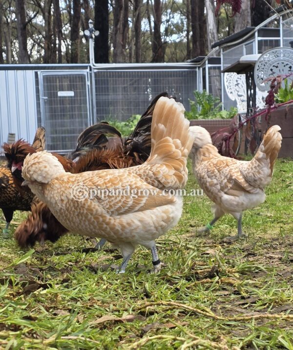 Buff & Gold laced Polish Fertile Egg (each) - Image 11