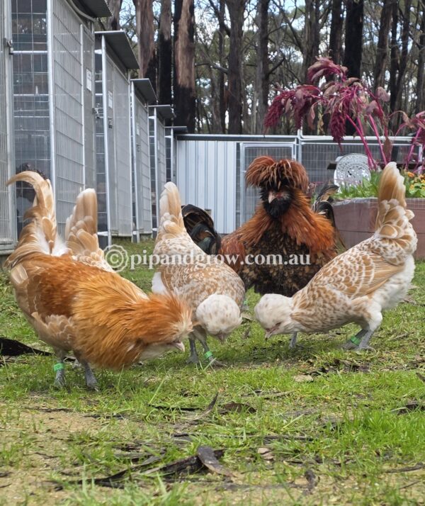 Buff & Gold laced Polish Fertile Egg (each) - Image 13