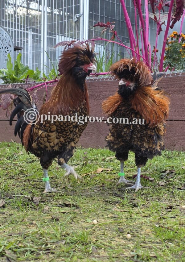 Buff & Gold laced Polish Fertile Egg (each) - Image 6