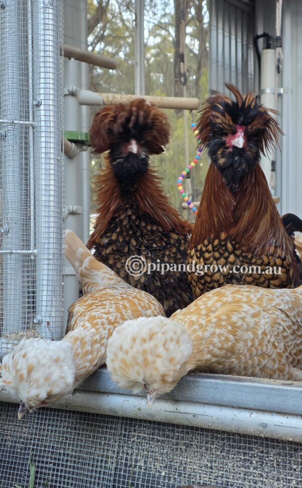 Buff & Gold laced Polish Fertile Egg (each) - Image 15