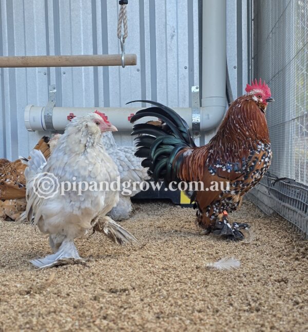 Belgian D'uccle Fertile egg (each) - Image 11