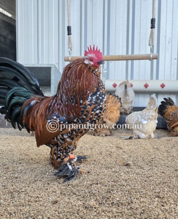 Belgian D'uccle Fertile egg (each) - Image 13