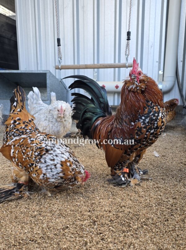 Belgian D'uccle Fertile egg (each) - Image 15