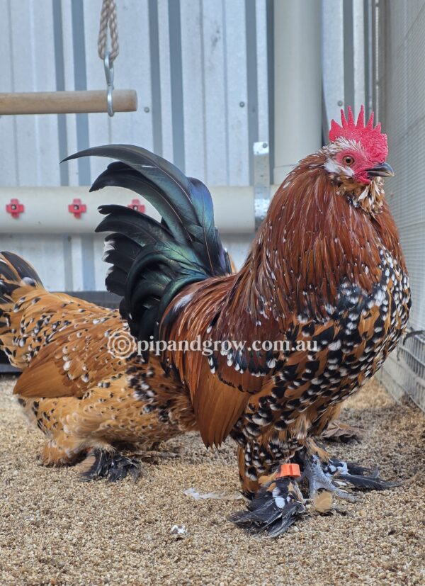 Belgian D'uccle Fertile egg (each) - Image 6