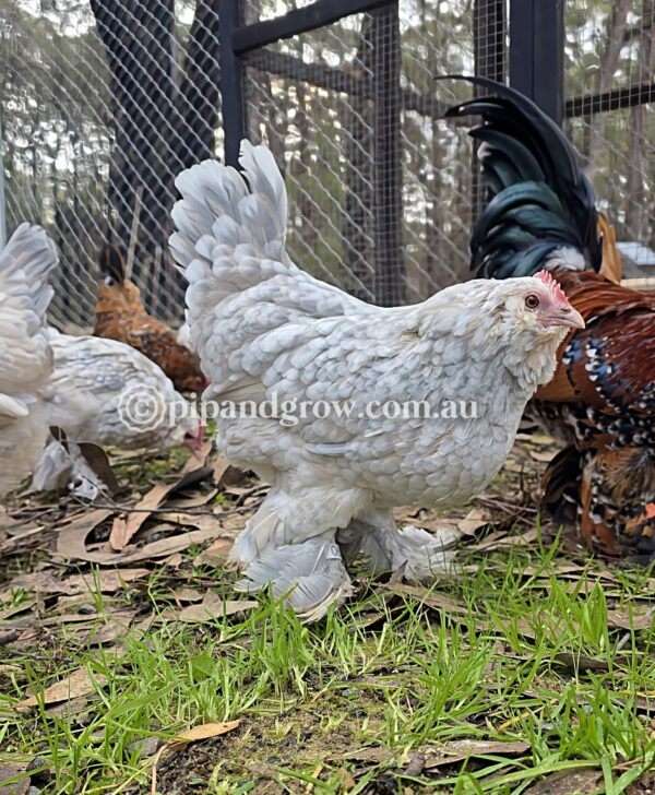 Belgian D'uccle Fertile egg (each) - Image 16