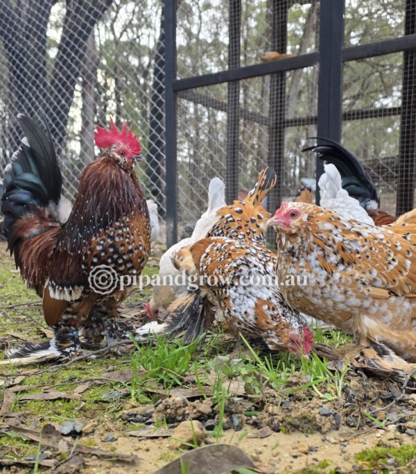 Belgian D'uccle Fertile egg (each) - Image 4