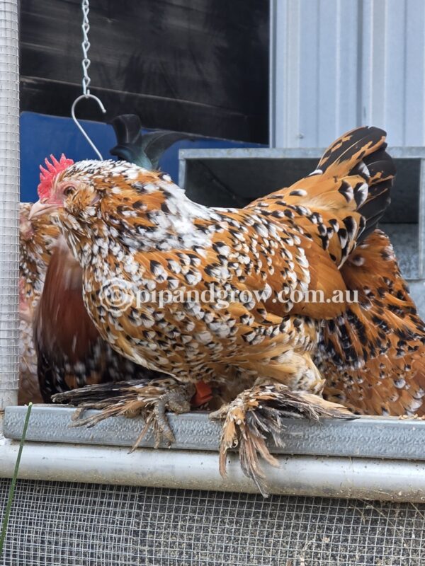 Belgian D'uccle Fertile egg (each) - Image 8