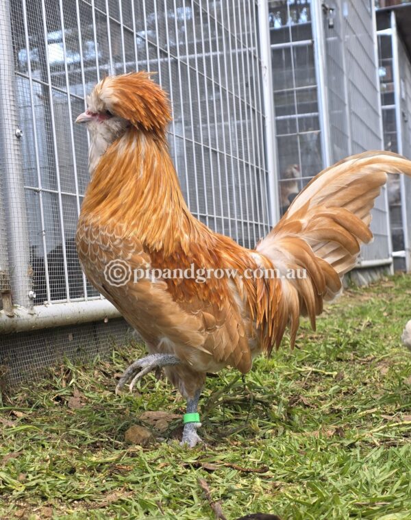 Buff & Gold laced Polish Fertile Egg (each) - Image 8