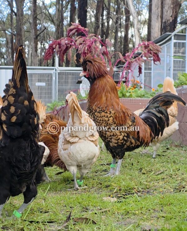 Buff & Gold laced Polish Fertile Egg (each) - Image 5