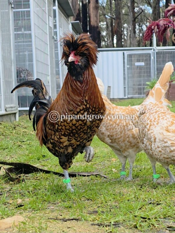 Buff & Gold laced Polish Fertile Egg (each) - Image 7
