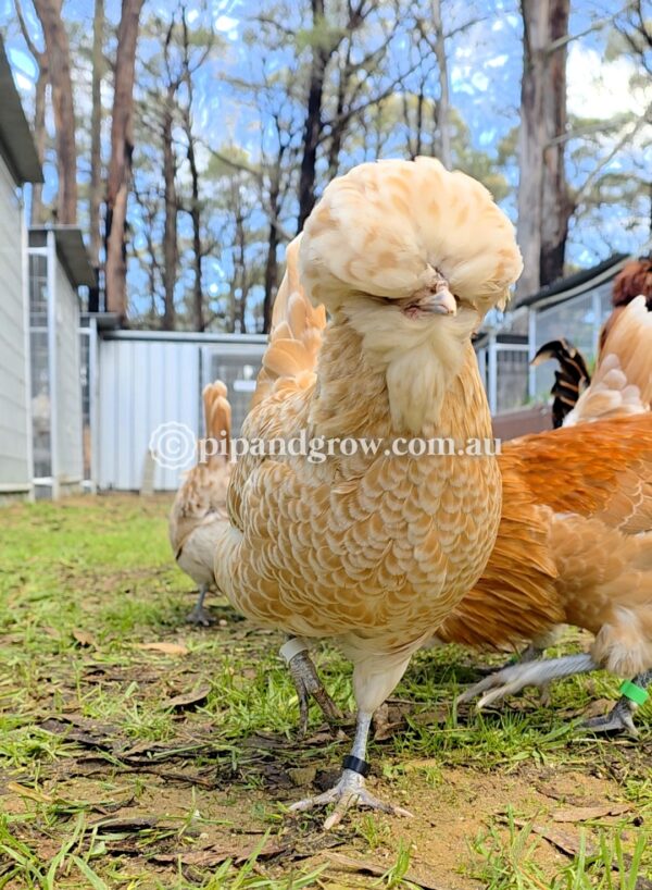 Buff & Gold laced Polish Fertile Egg (each) - Image 19
